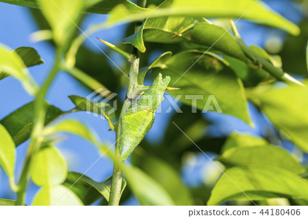 長崎蘆葦 44180406