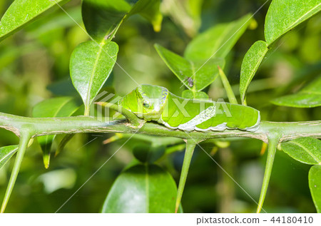 The larva of Nagasaki beetle The larva of Nagasaki beetle 44180410
