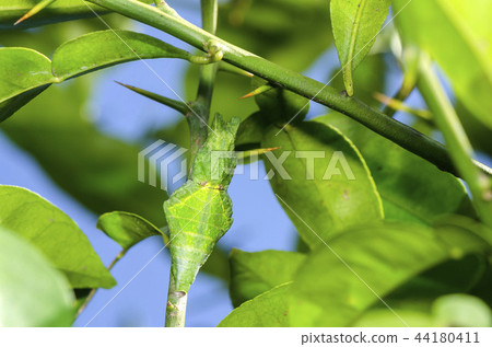 長崎蘆葦 44180411