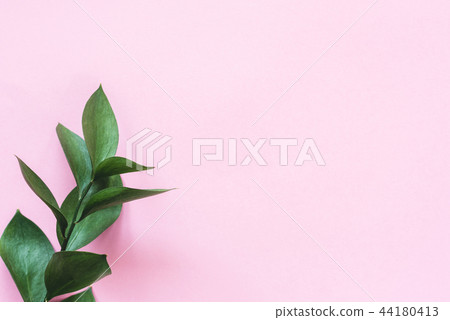 Eucalyptus branch on pink background Eucalyptus branch on pink background 44180413