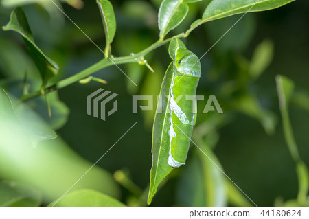 The larva of Nagasaki beetle The larva of Nagasaki beetle 44180624