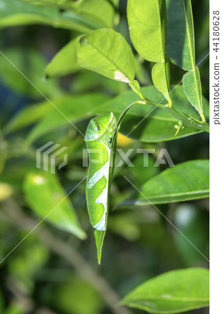 長崎甲蟲的幼蟲 44180628