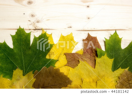 Bright autumn leaves Bright autumn leaves 44181142