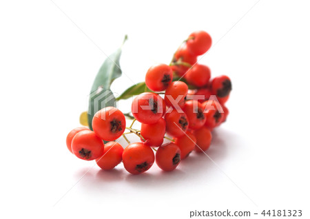 red pyracantha berries on white background 44181323