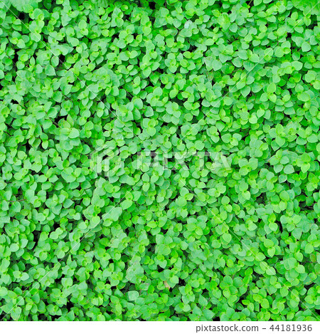 Callisia repens, Green leaves texture background Callisia repens, Green leaves texture background 44181936
