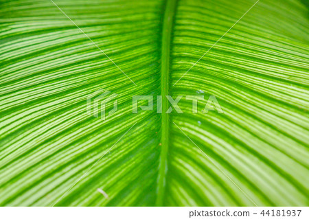 Close-up green leaf texture and background 44181937