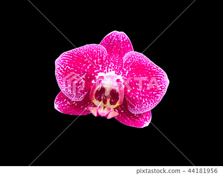 Pink orchid flower isolated on black background Pink orchid flower isolated on black background 44181956
