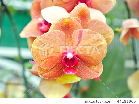 Beautiful orchid flower on nature background 44181969