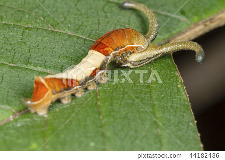 Sumigasashi的幼蟲 44182486