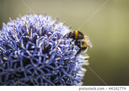 Bumble Bee on Echinops 44182774