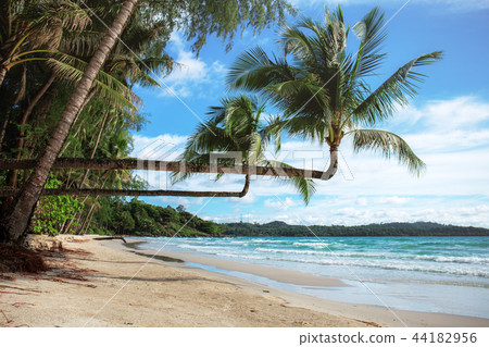 coconut tree on beach. 44182956