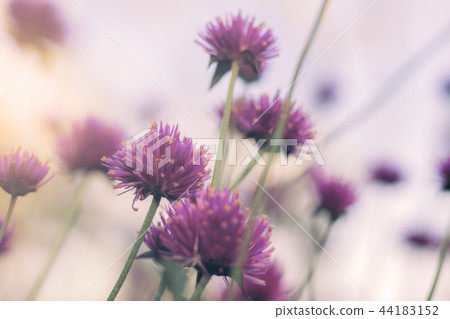 Thistle flower on natural. 44183152