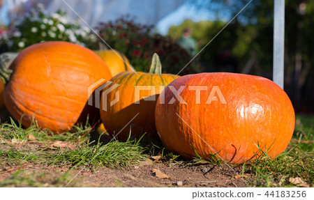 Pumpkins as a symbol of autumn. 44183256