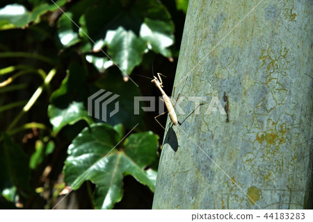 螳螂蛤蜊 44183283