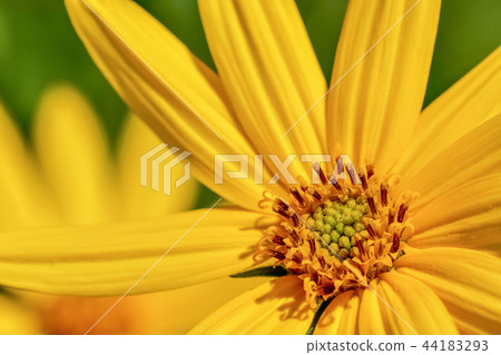 Flower of Jerusalem artichoke 44183293