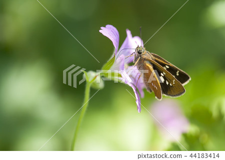 Flying turtle seseli Flying turtle seseli 44183414