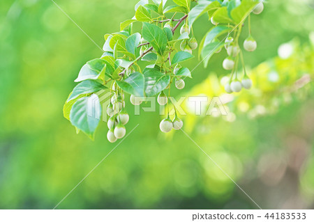 Egonoki用綠色果子 44183533