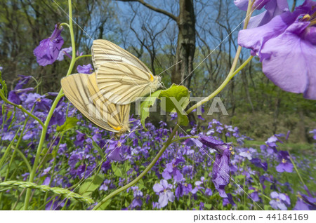 條紋白蝴蝶 44184169