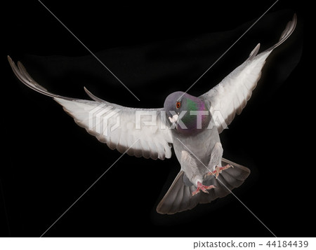 free flying gray shtihel dove isolated free flying gray shtihel dove isolated 44184439