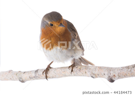 European robin (Erithacus rubecula) 44184473