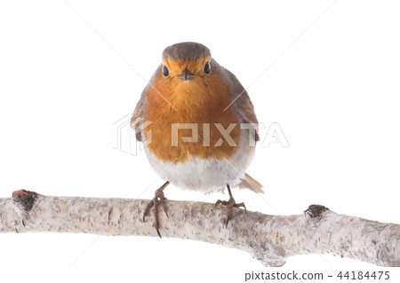 European robin (Erithacus rubecula) 44184475