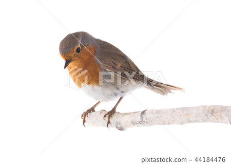 European robin (Erithacus rubecula) 44184476