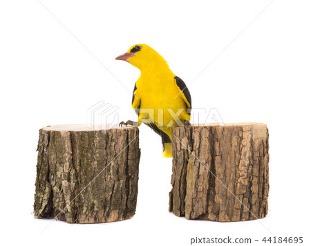 Eurasian Golden Oriole (Oriolus oriolus) 44184695