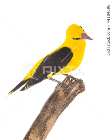 Eurasian Golden Oriole (Oriolus oriolus) Eurasian Golden Oriole (Oriolus oriolus) 44184696