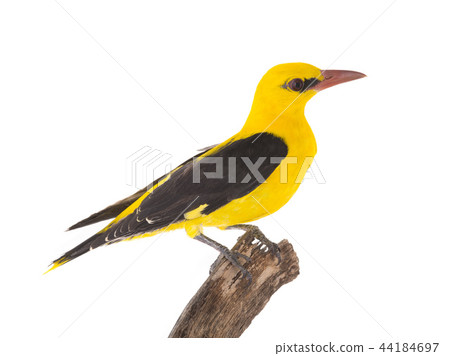 Eurasian Golden Oriole (Oriolus oriolus) Eurasian Golden Oriole (Oriolus oriolus) 44184697