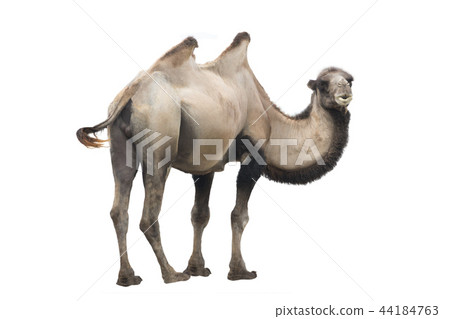 camel  (Camelus bactrianus) isolated 44184763