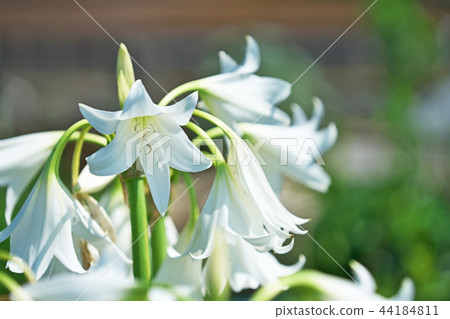 White African sweetfish flower White African sweetfish flower 44184811