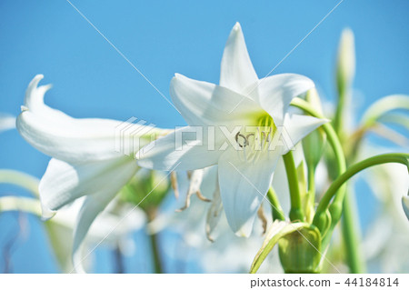 White African sweetfish flower White African sweetfish flower 44184814