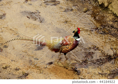 pheasant pheasant 44184922