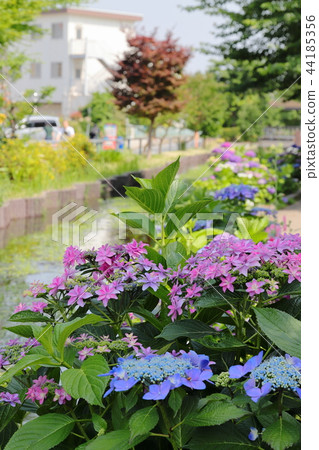 Egawa Serage Walkway Hydrangea Vertical Position 44185356
