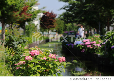 Egawa Serage Walkway繡球花 44185357