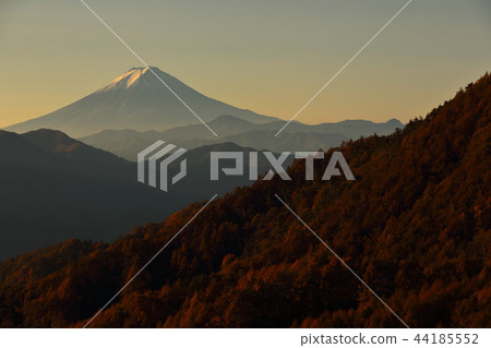 Autumn leaves of Mt. Fuji and larch forest 44185552