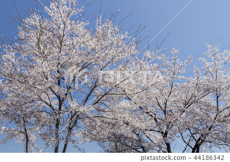 櫻花 44186342
