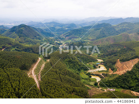 Aerial view of fast growing Transgenic Eucalyptus forest 44186941