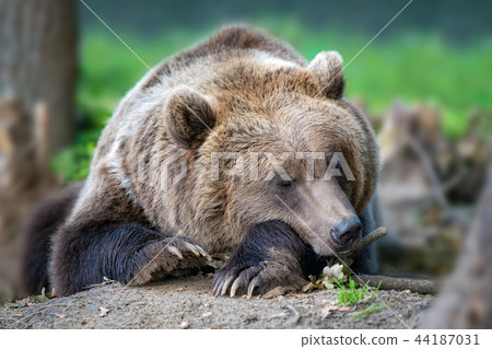 Brown bear in the forest 44187031