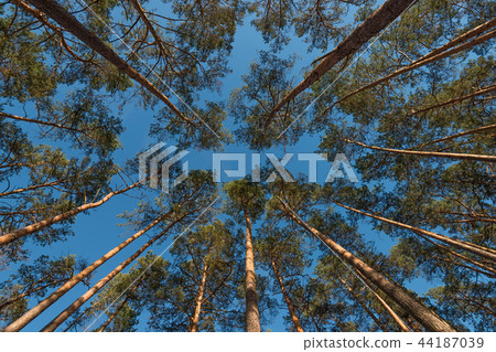 Wide angle shot of some pine trees towering up 44187039