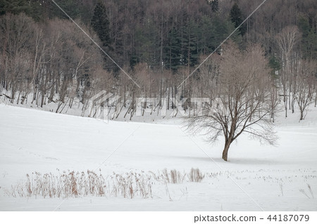 Snowy field 44187079