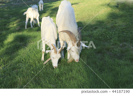 Goat 44187190