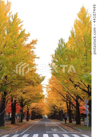 北海道札幌銀杏樹行 北海道札幌銀杏樹行 44187449