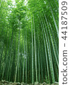 Bamboo field 44187509