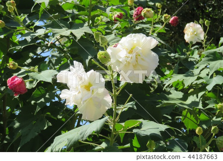 醉花花 醉花花 44187663