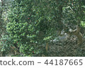 Camellia 44187665