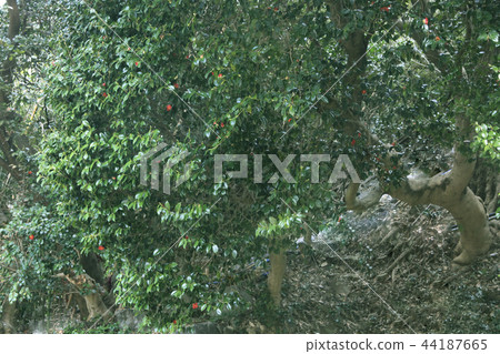 Camellia Camellia 44187665