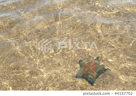 Sea and starfish Sea and starfish 44187702