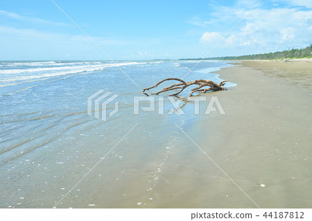 一望無際的海與枯木 44187812