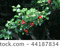 Camellia 44187834